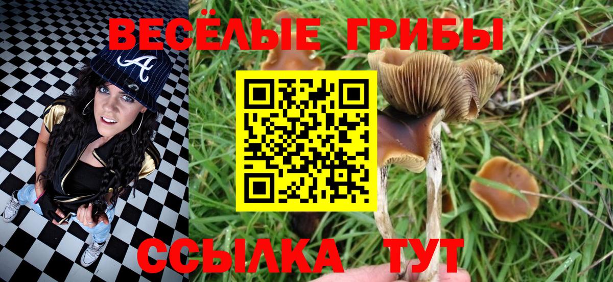Ржев  Псилоцибиновые грибы Cubensis  Вход с VPN 